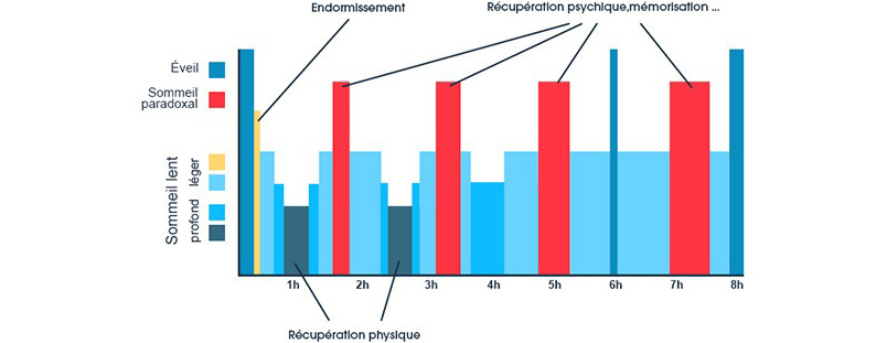 Comment se compose le cycle du sommeil ?